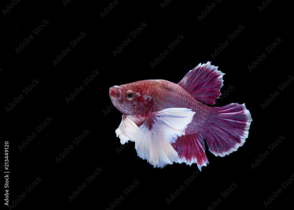 Obraz premium Siamese fighting fish on black background
