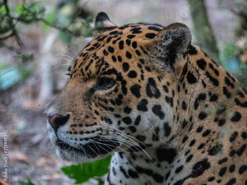 Jaguar © photoloulou91