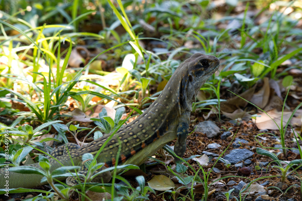 Ground lizards a reptile. It is eat insects as food. It is like my pet. It's like running in the front yard. Ground lizards a reptile. It is eat insects as food. It is like my pet. It's like running in the front yard.