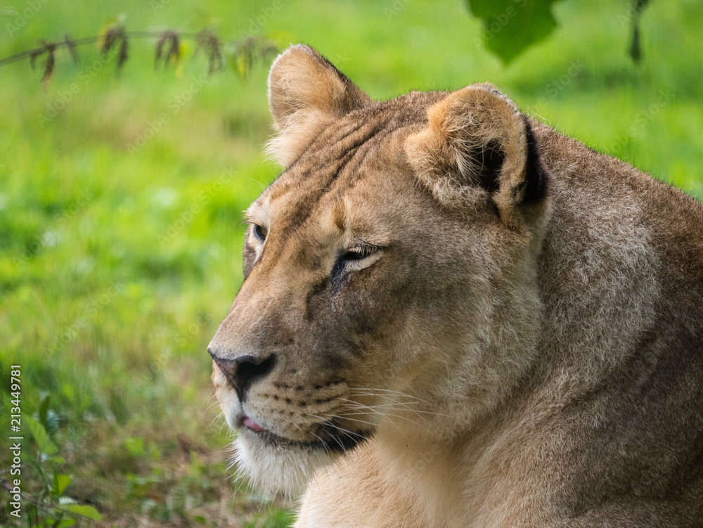 Lionne Lionne