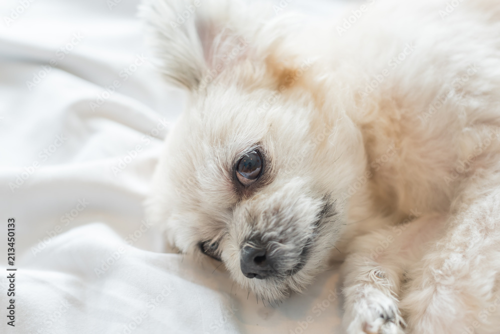 Dog sleep lies on bed in bedroom at home or hotel Dog sleep lies on bed in bedroom at home or hotel
