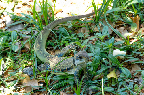 Ground lizards a reptile. It is eat insects as food. It is like my pet. It's like running in the front yard. 