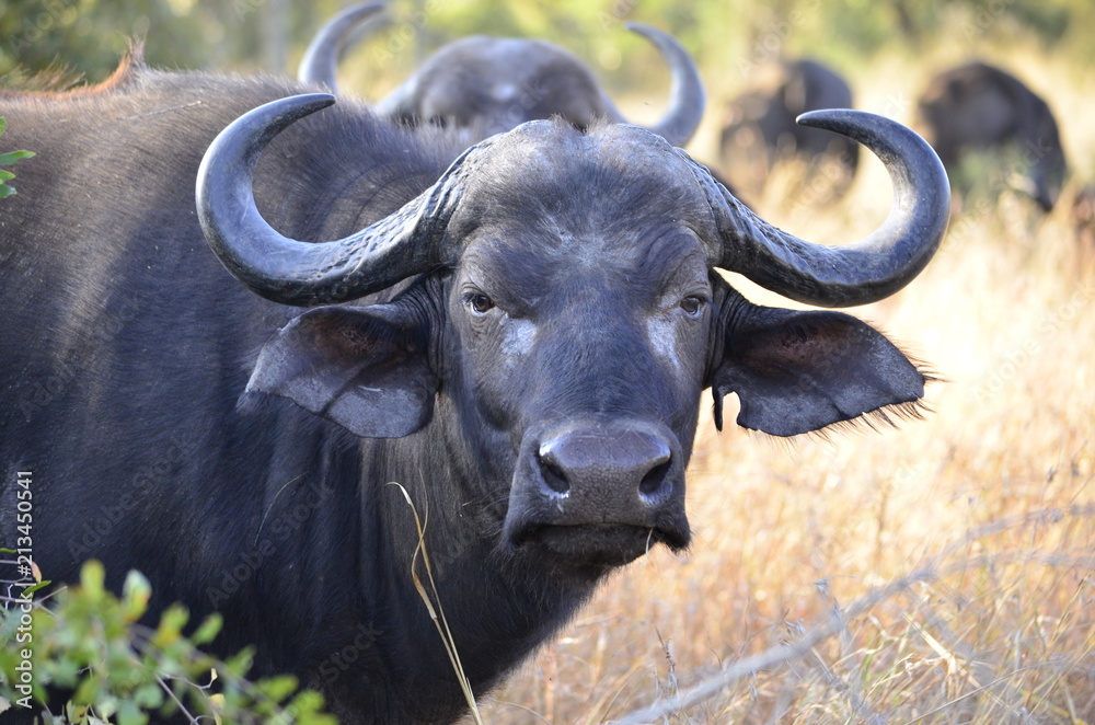 African buffalo cow
