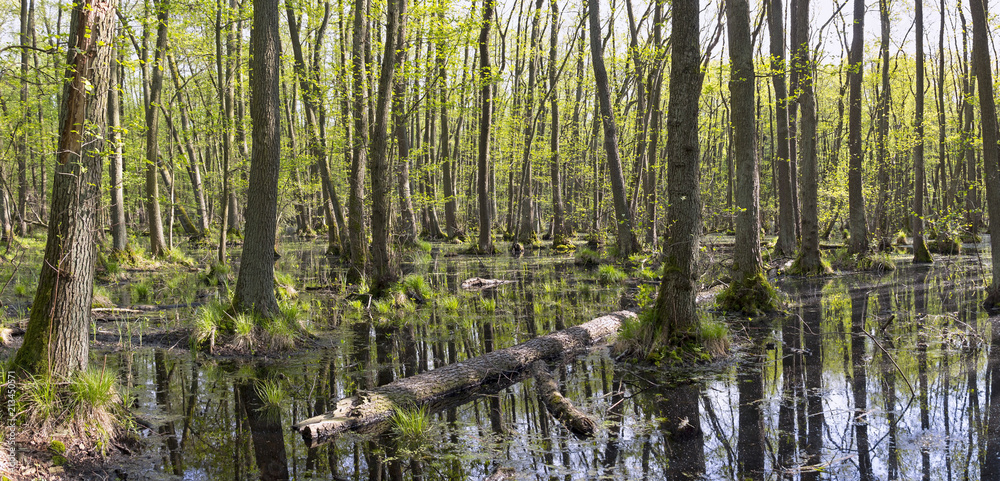 Swamp with alder trees in springtime, was seen in Brandenburg, Germany