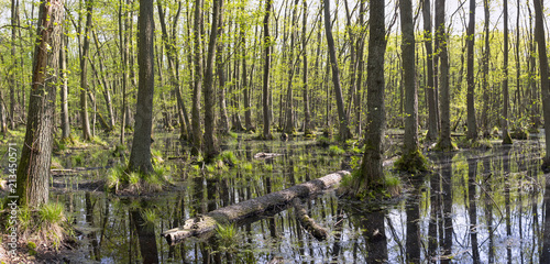 Swamp with alder trees in springtime  was seen in Brandenburg  Germany