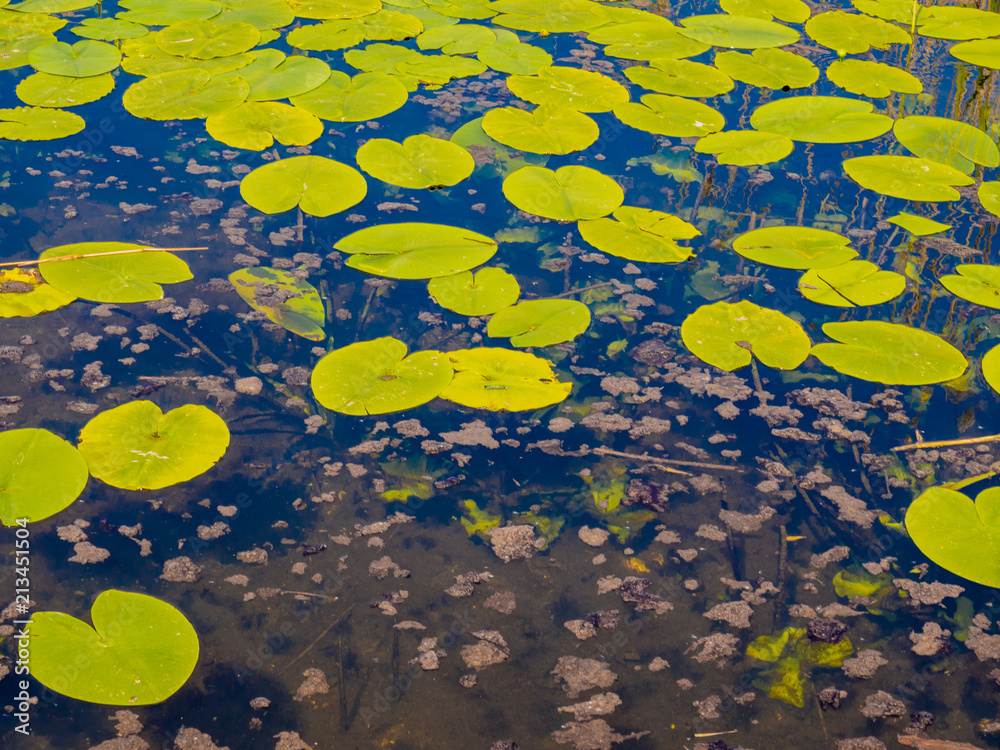 Water lilies on water at Pickmere lake, Pickmere, Cheshire, UK Water lilies on water at Pickmere lake, Pickmere, Cheshire, UK