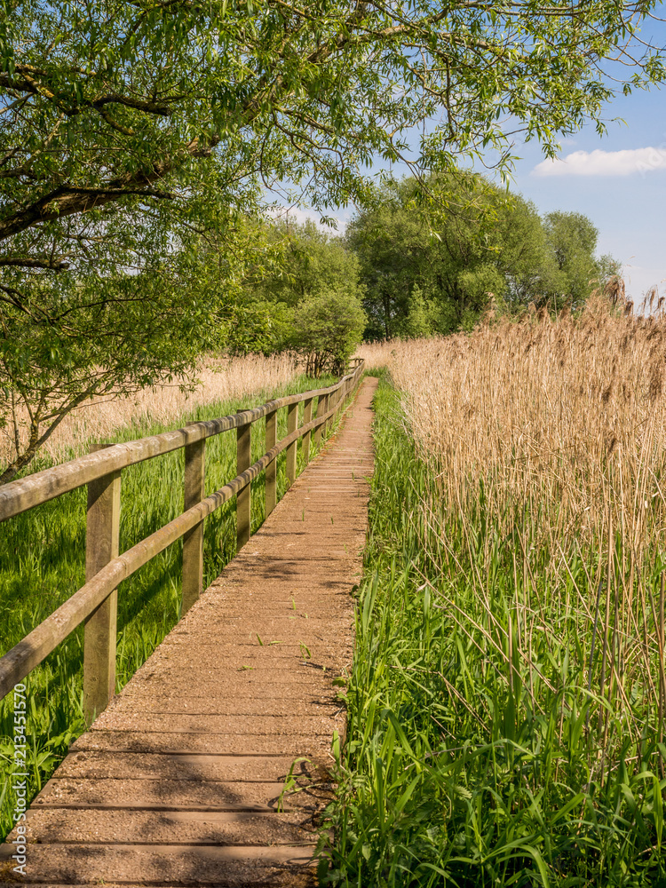 Wooden walkway across reedbed at Pickmere Lake, Cheshire, UK