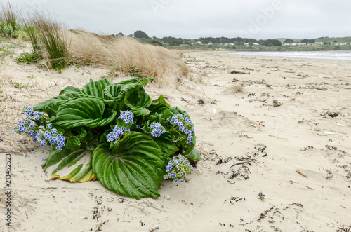 Flowering Chatham Islands forget-me-not on a sandy beach on the Chatham Islands, New Zealand. photo