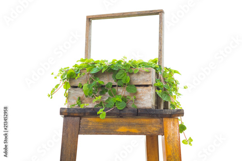 peppermint tree in wooden basket isolated on white background natural organic food concept.