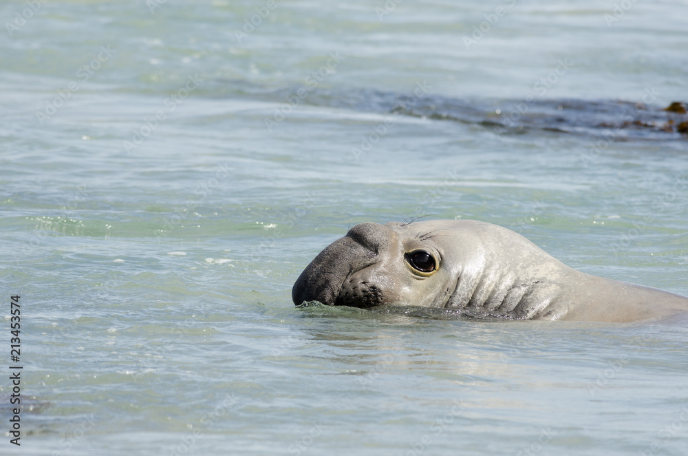 Fototapeta premium Head of a male elephant seal showing above the surface of the sea as it swims off a beach in the Chatham Islands, New Zealand.