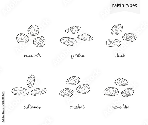 Collection of hand drawn raisins.