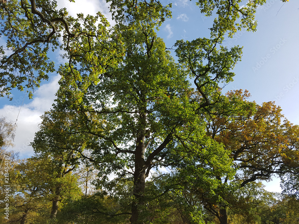 Obraz premium look up ath the trees