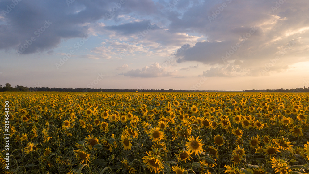 Obraz premium A sunflower field at sunrise
