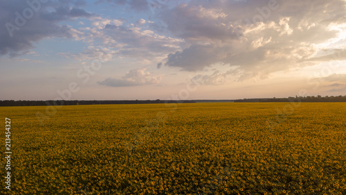 A sunflower field at sunrise