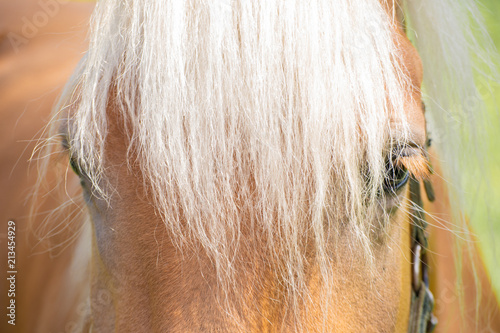 Brown horse portrait with blonde mane