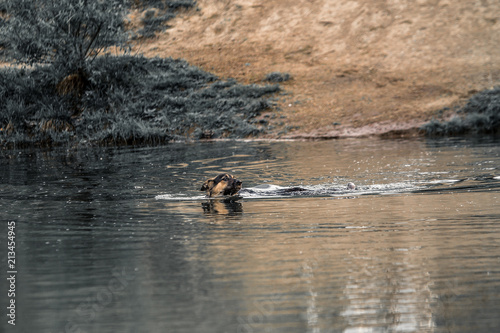 a German shepherd dog swimming in a pond in a park photo