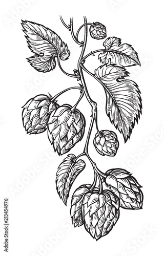 hand drawing of a branch of hops. vector illustration