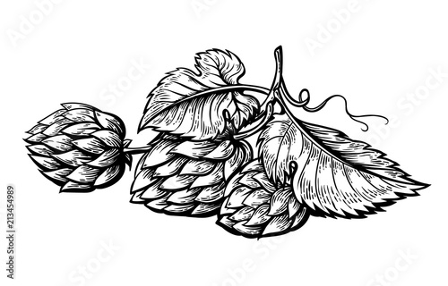 hand drawing of a branch of hops. vector illustration