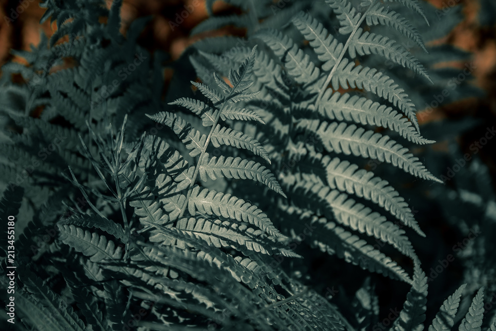 gray fern leaves close upbackground
