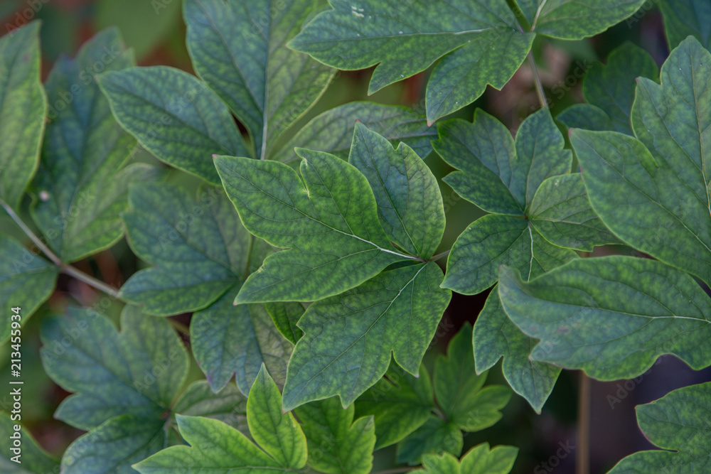 Fototapeta premium Laub Textur