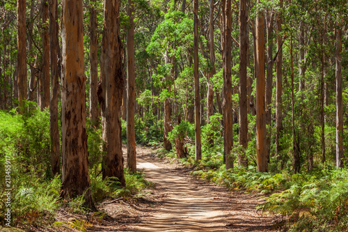 Landscape view of forestry track winding through a tall Karri Forest at Boranup in Western Australia.