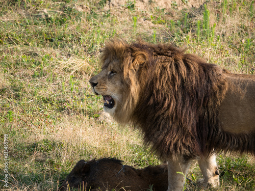 Lion © photoloulou91