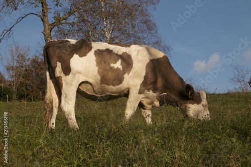 cow grazing grass