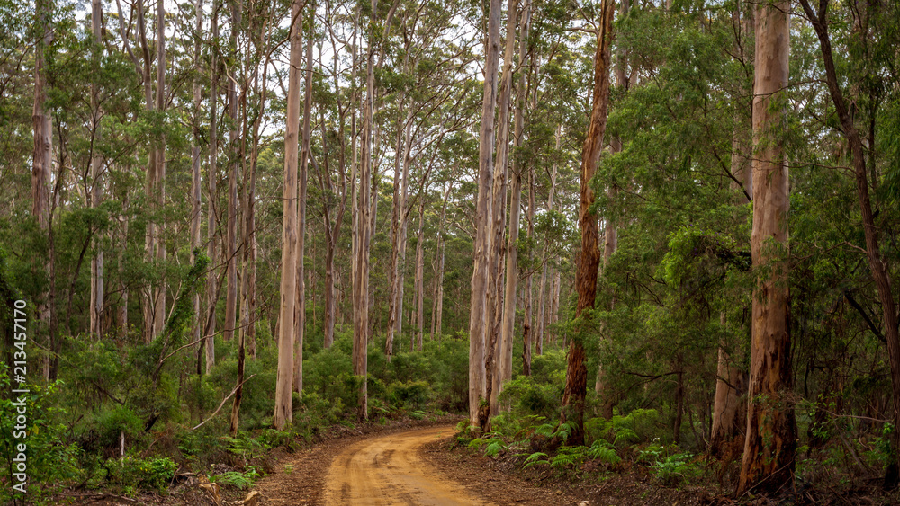 Landscape view of forestry track winding through a tall Karri Forest at Boranup in Western Australia.