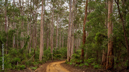 Landscape view of forestry track winding through a tall Karri Forest at Boranup in Western Australia.