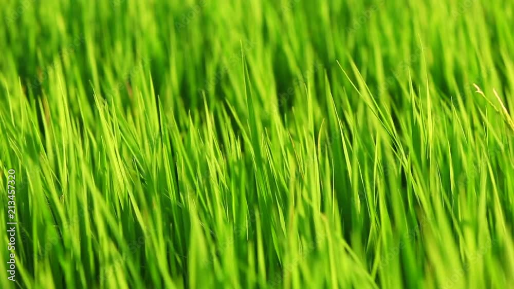Green rice field