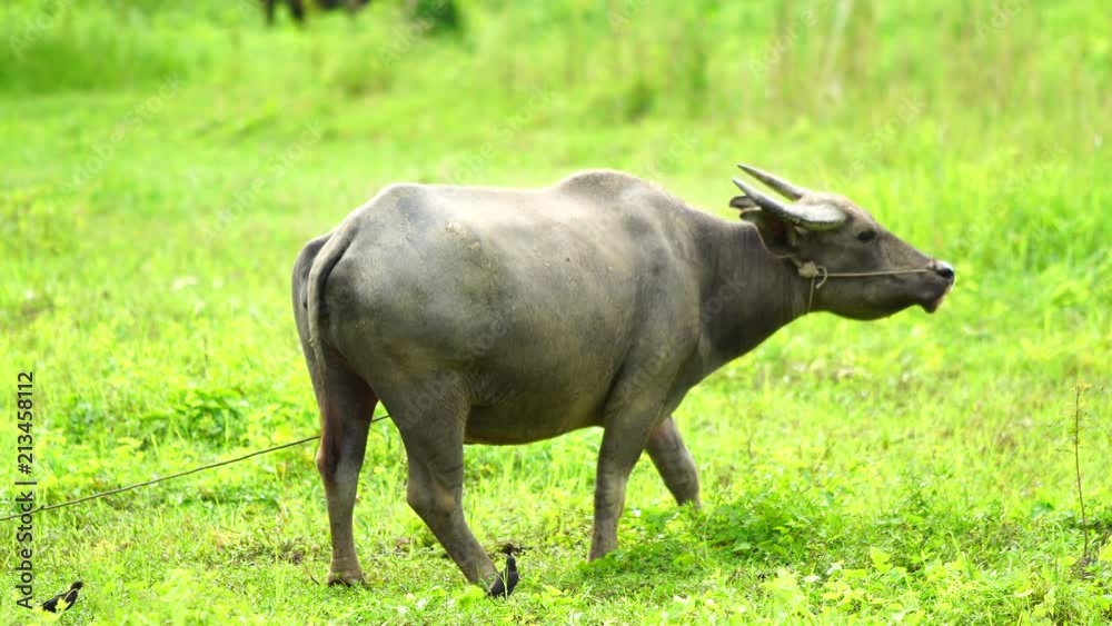 Buffalo in Thailand. Buffaloes eating grass in the green field Buffalo in Thailand. Buffaloes eating grass in the green field