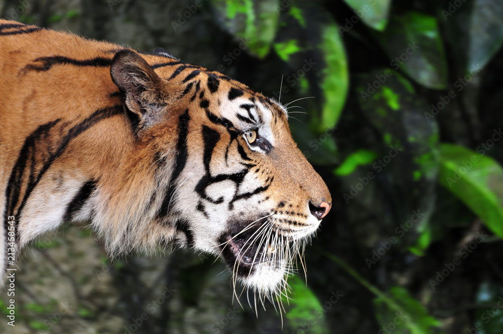 Fototapeta premium Close-up of tiger face