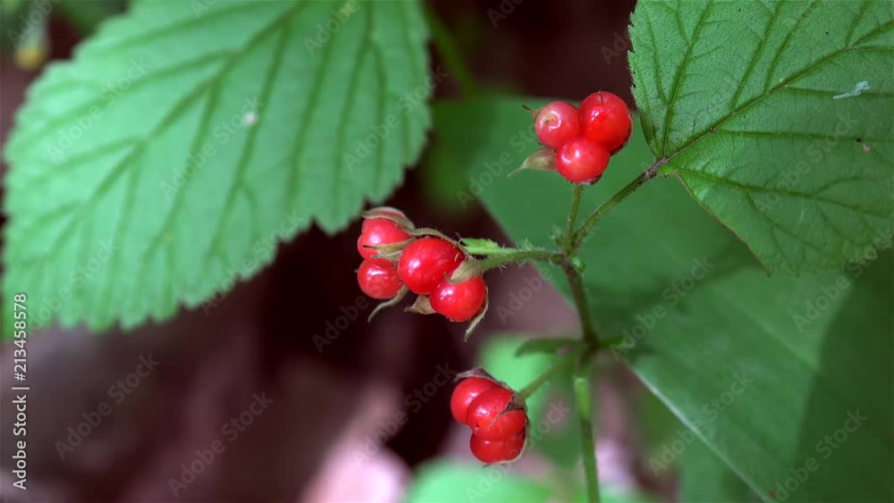 Ripe red fruits of the Stone bramble ( Rubus saxatilis ). Ripe red fruits of the Stone bramble ( Rubus saxatilis ).