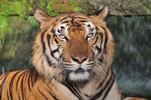 Fototapeta Naklejka Na Ścianę i Meble -  Close-up of tiger face