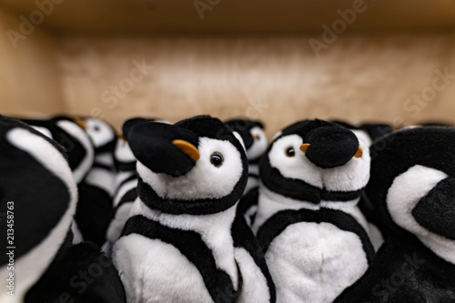 Pinguini che osservano