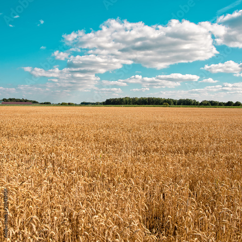 ripe cereals on the big field just before harvesting