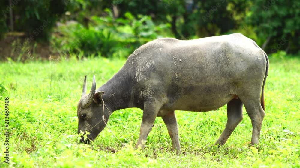 Buffalo in Thailand. Buffaloes eating grass in the green field Buffalo in Thailand. Buffaloes eating grass in the green field
