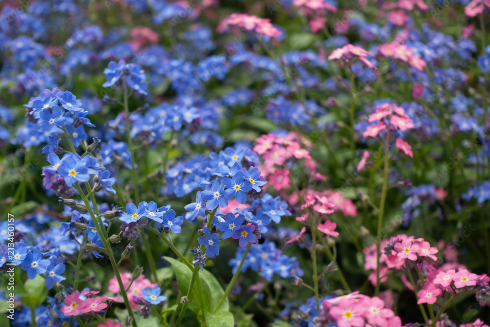 Pink and blue forget-me-not flowers