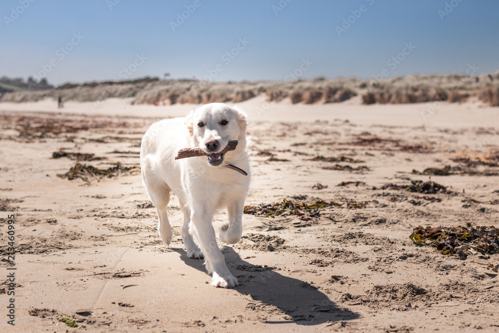 A young purebred white Golden Retriever running on the beach with a stick in her mouth A young purebred white Golden Retriever running on the beach with a stick in her mouth
