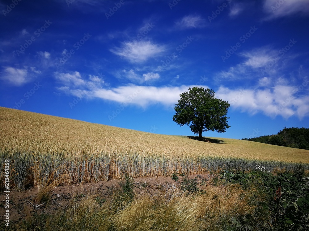 Fototapeta premium Lonely tree in field
