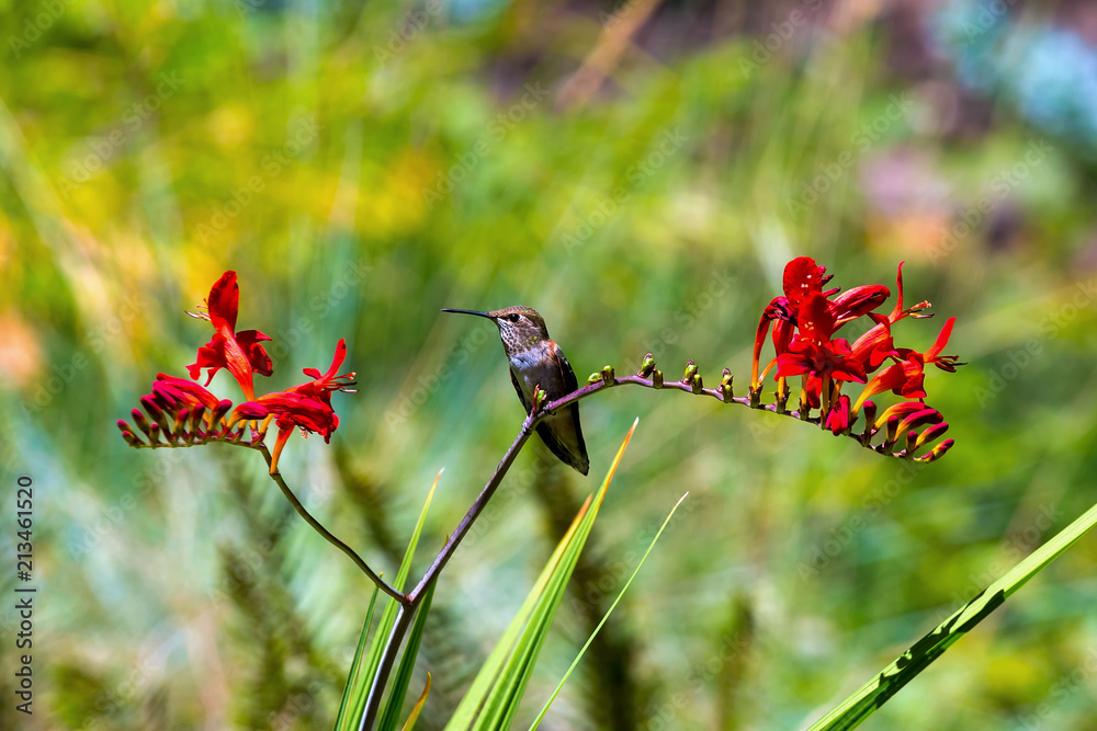 Obraz premium Young Rufous Hummingbird Perched on Flower summertime