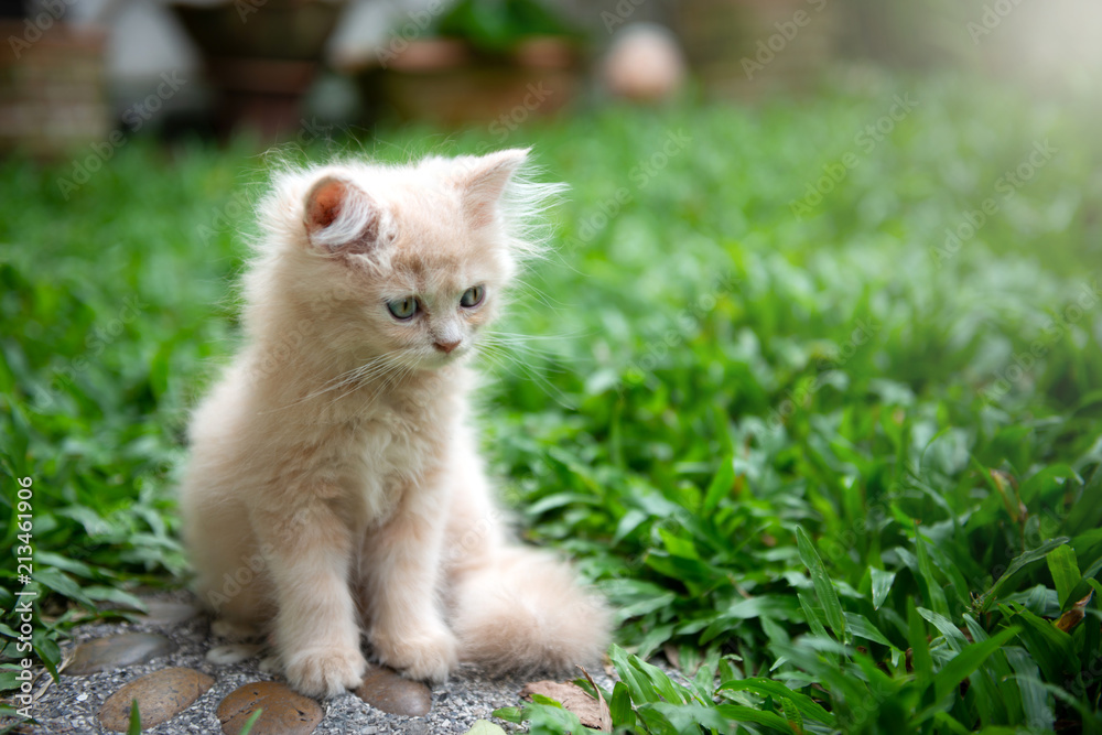 Cute little blue eyes cat lying in the grass