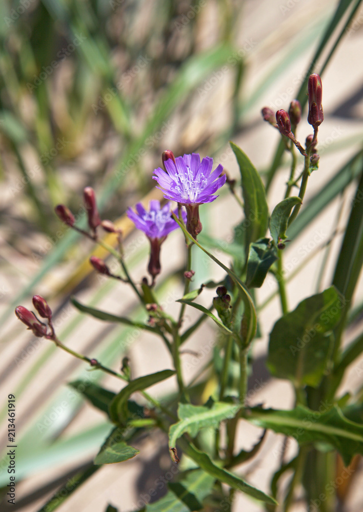 Beautiful purple flower on a sandy beach amongst dunes, close up Beautiful purple flower on a sandy beach amongst dunes, close up