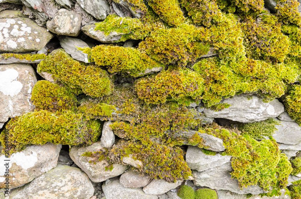 Detail of a dry stone wall partially covered in moss. In the Lake District, United Kingdom.