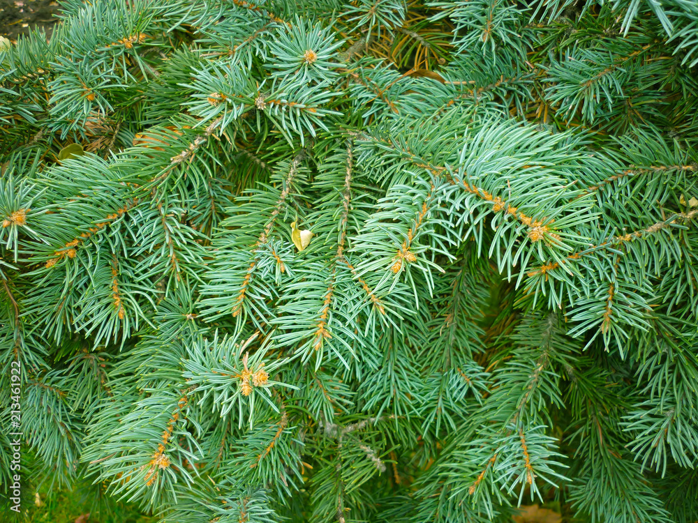 Christmas tree branch green, Christmas background Christmas tree branch green, Christmas background