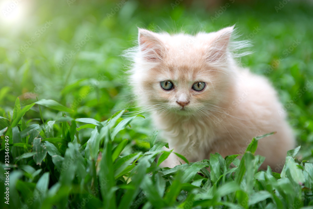 Cute little blue eyes cat on the grass
