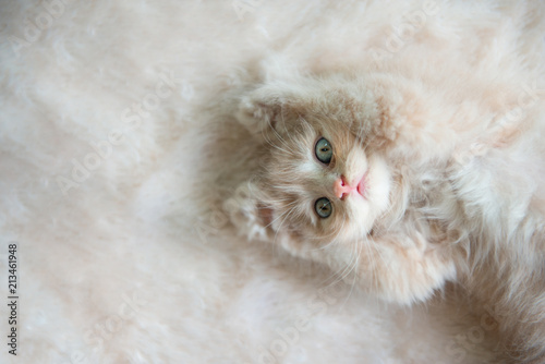 Cute little blue eyes cat Lying up on the fur floor