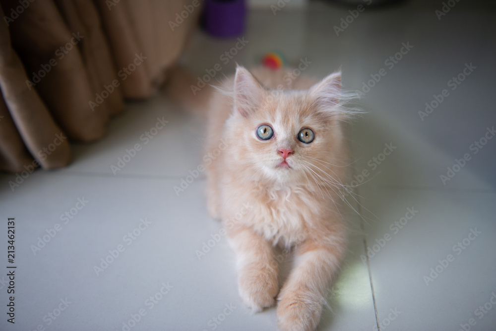 Fototapeta premium Cute little blue eyes cat is lying the home floor