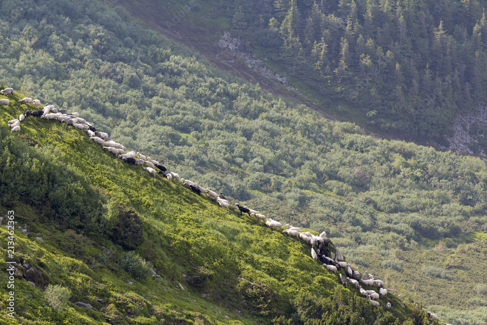 Naklejka premium Green grassy steep hill with small silhouette of man shepherd guiding big flock of sheep and lambs on foggy pine trees forest background. Farming and breeding sheep in difficult conditions concept.