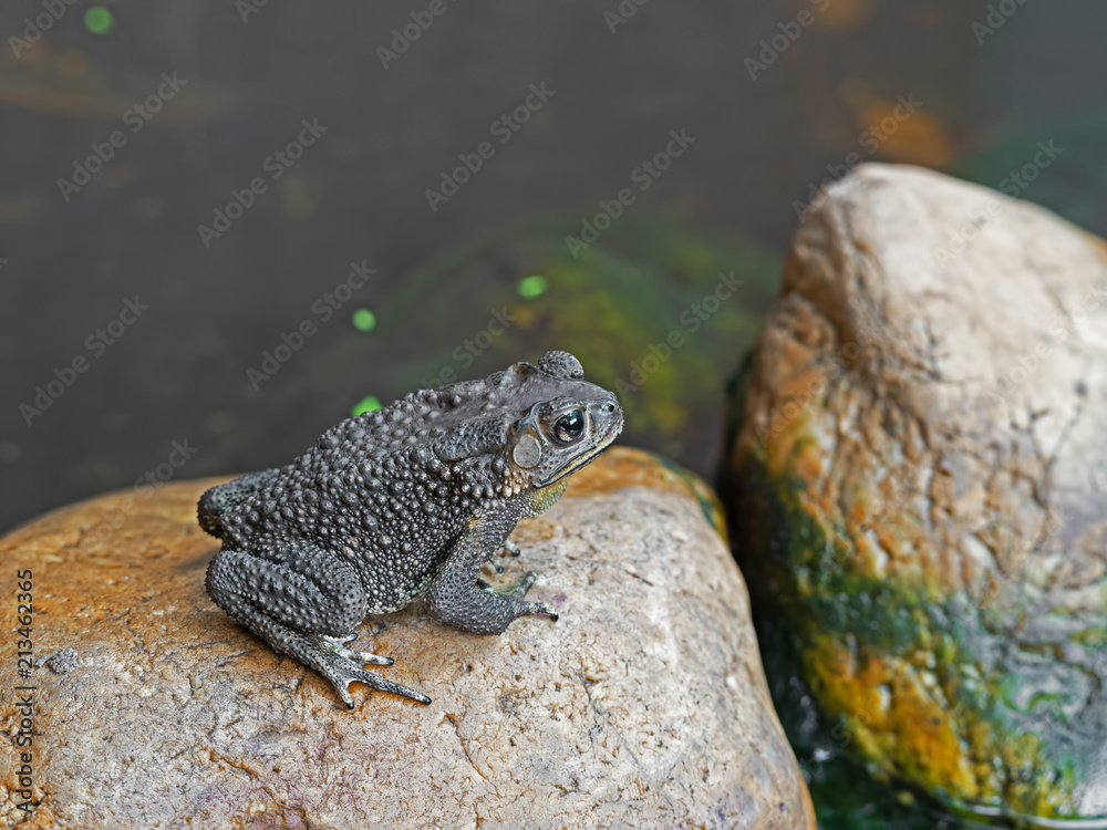 Fototapeta premium Asian Common Toad Sitting on a Rock near The Pond